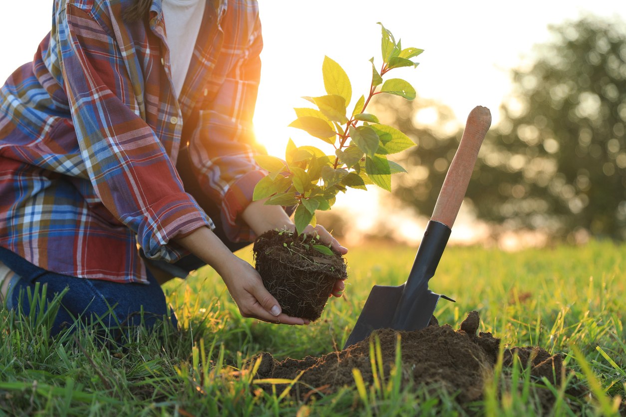 Assolombarda Servizi per la sostenibilità: 400 nuovi alberi nel territorio